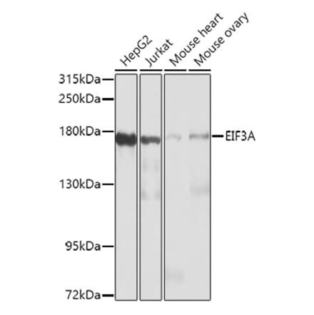 Western Blot - Anti-eIF3A Antibody (A12654) - Antibodies.com