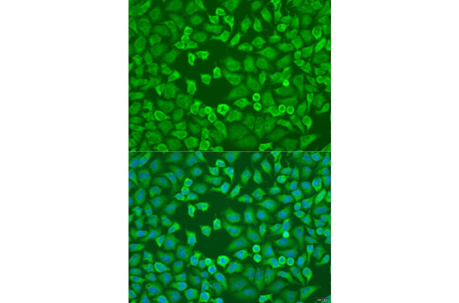 Immunofluorescence - Anti-eIF3A Antibody (A12654) - Antibodies.com