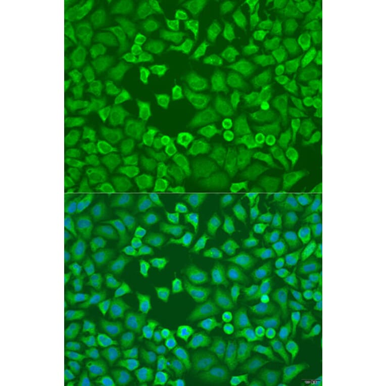 Immunofluorescence - Anti-eIF3A Antibody (A12654) - Antibodies.com