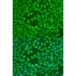Immunofluorescence - Anti-eIF3A Antibody (A12654) - Antibodies.com