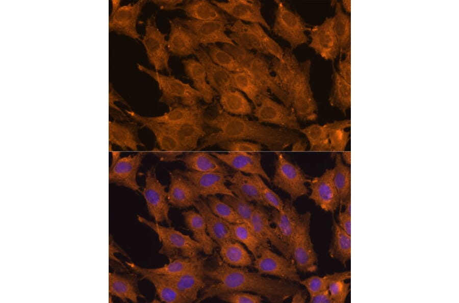 Immunofluorescence - Anti-RKIP Antibody (A12655) - Antibodies.com