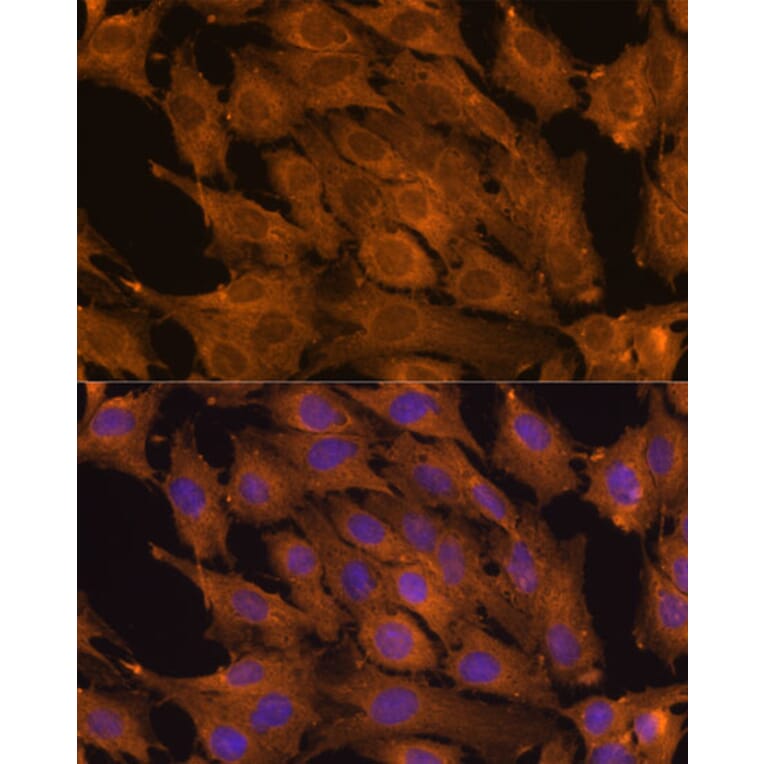Immunofluorescence - Anti-RKIP Antibody (A12655) - Antibodies.com
