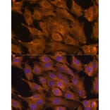 Immunofluorescence - Anti-RKIP Antibody (A12655) - Antibodies.com