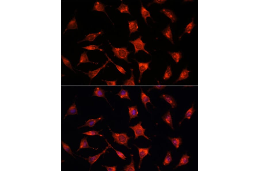 Immunofluorescence - Anti-RKIP Antibody (A12655) - Antibodies.com