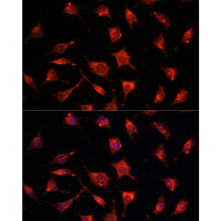 Immunofluorescence - Anti-RKIP Antibody (A12655) - Antibodies.com