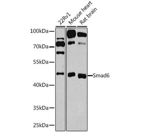 Western Blot - Anti-SMAD6 Antibody (A12656) - Antibodies.com