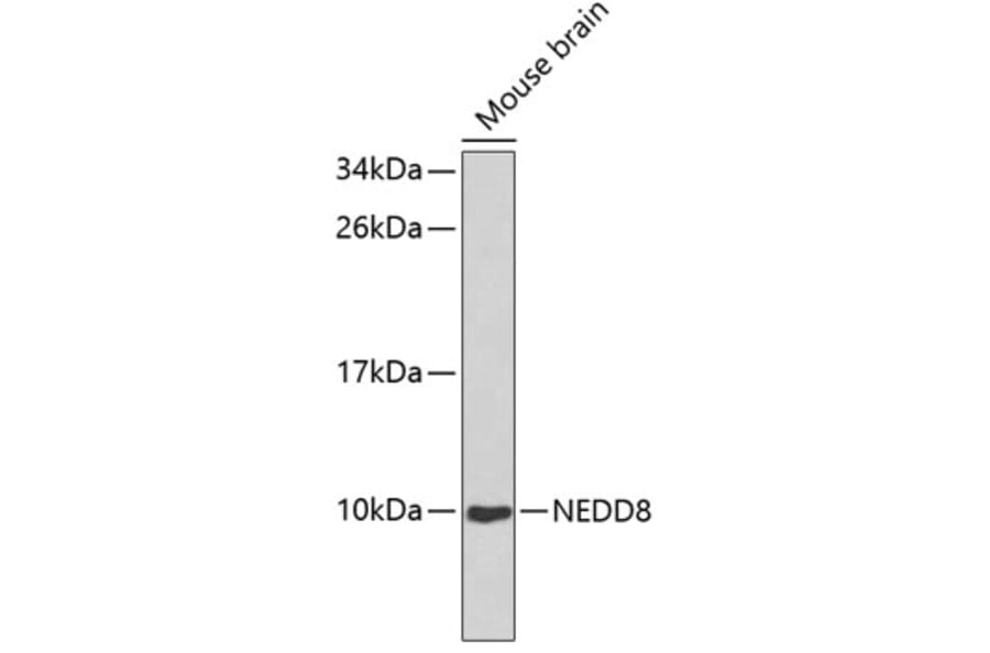 Western Blot - Anti-NEDD8 Antibody (A0591) - Antibodies.com