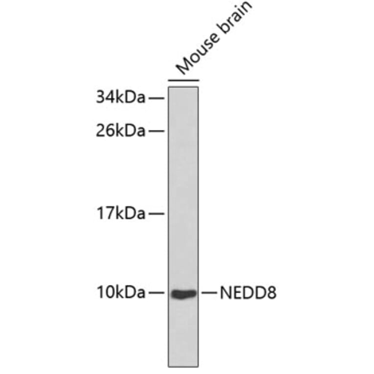 Western Blot - Anti-NEDD8 Antibody (A0591) - Antibodies.com
