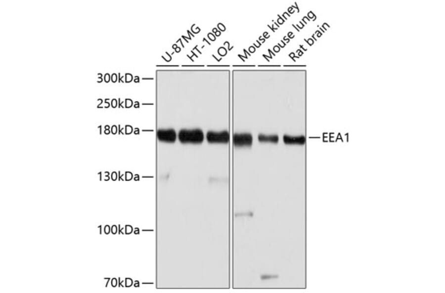 Western Blot - Anti-EEA1 Antibody (A12659) - Antibodies.com