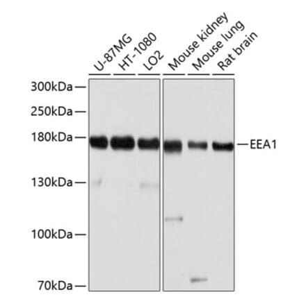 Western Blot - Anti-EEA1 Antibody (A12659) - Antibodies.com