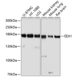Western Blot - Anti-EEA1 Antibody (A12659) - Antibodies.com