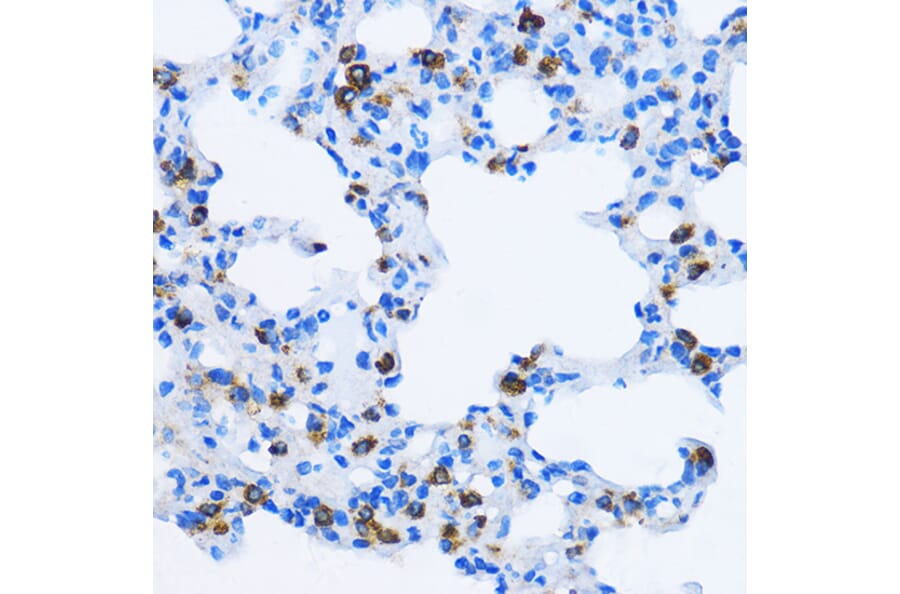 Immunohistochemistry - Anti-EEA1 Antibody (A12659) - Antibodies.com