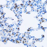 Immunohistochemistry - Anti-EEA1 Antibody (A12659) - Antibodies.com