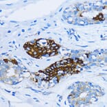 Immunohistochemistry - Anti-EEA1 Antibody (A12659) - Antibodies.com