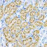 Immunohistochemistry - Anti-EEA1 Antibody (A12659) - Antibodies.com