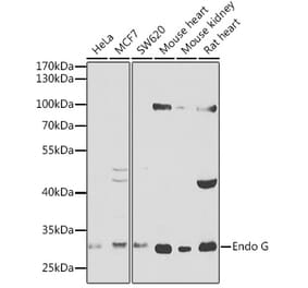 Western Blot - Anti-Endo G Antibody (A12661) - Antibodies.com