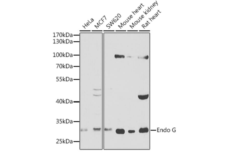 Western Blot - Anti-Endo G Antibody (A12661) - Antibodies.com