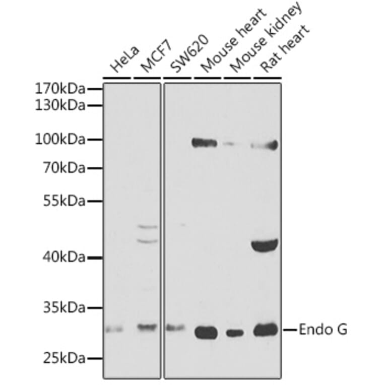 Western Blot - Anti-Endo G Antibody (A12661) - Antibodies.com