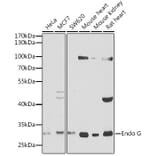 Western Blot - Anti-Endo G Antibody (A12661) - Antibodies.com