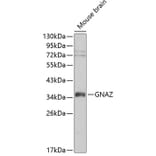 Western Blot - Anti-GNAZ Antibody (A0605) - Antibodies.com