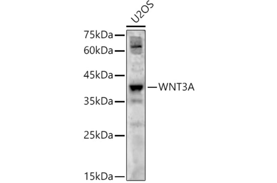 Western Blot - Anti-Wnt3a Antibody (A12665) - Antibodies.com