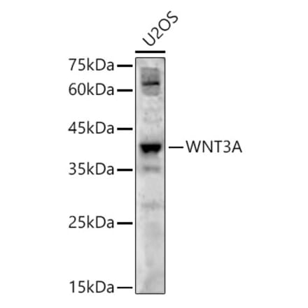 Western Blot - Anti-Wnt3a Antibody (A12665) - Antibodies.com