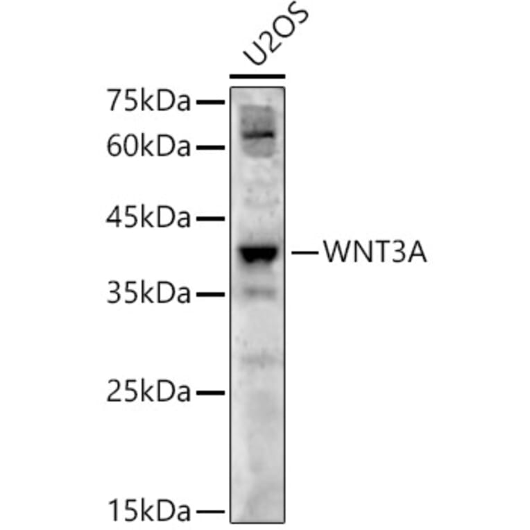 Western Blot - Anti-Wnt3a Antibody (A12665) - Antibodies.com