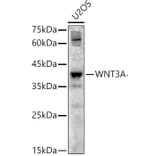 Western Blot - Anti-Wnt3a Antibody (A12665) - Antibodies.com