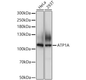 Western Blot - Anti-Sodium Potassium ATPase Antibody (A12666) - Antibodies.com