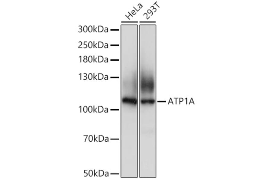 Western Blot - Anti-Sodium Potassium ATPase Antibody (A12666) - Antibodies.com