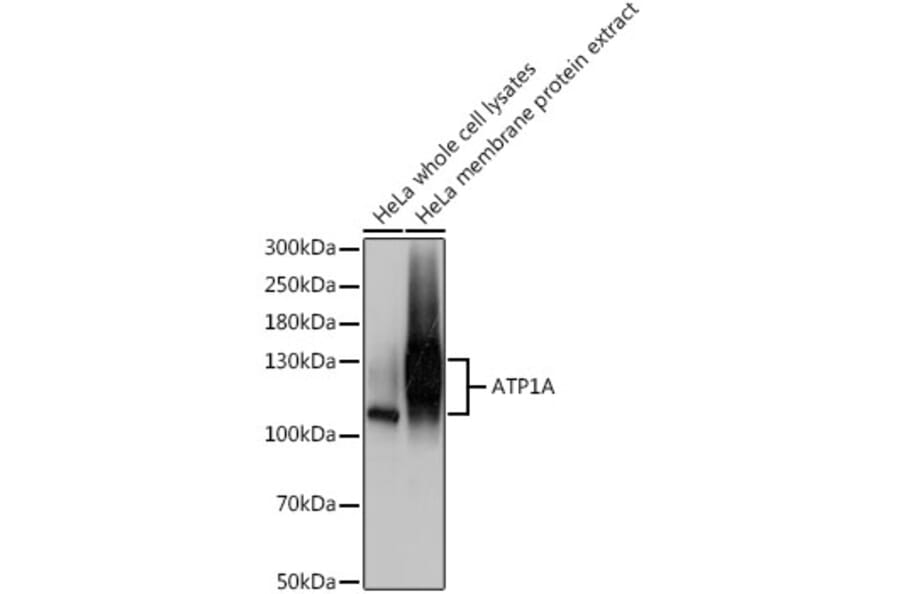 Western Blot - Anti-Sodium Potassium ATPase Antibody (A12666) - Antibodies.com