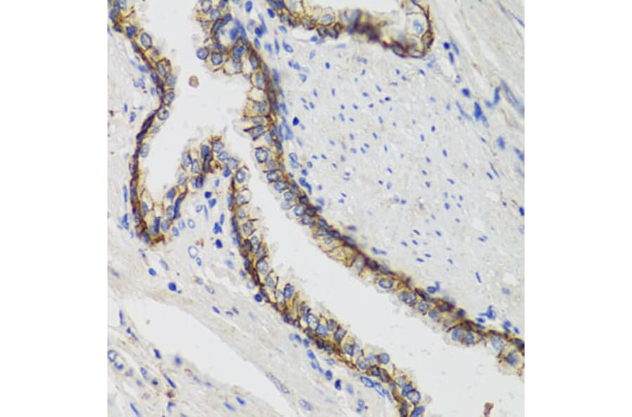 Immunohistochemistry - Anti-Sodium Potassium ATPase Antibody (A12666) - Antibodies.com