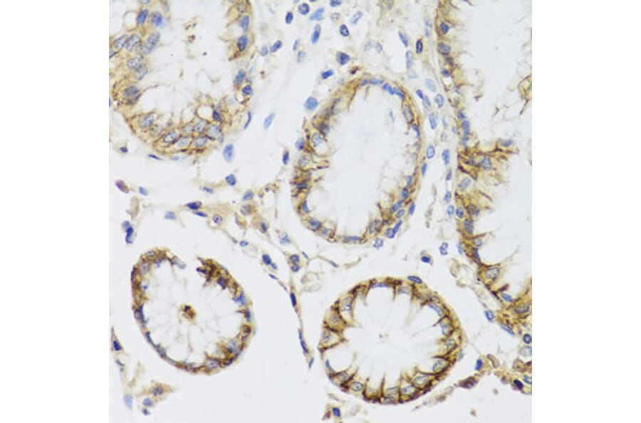 Immunohistochemistry - Anti-Sodium Potassium ATPase Antibody (A12666) - Antibodies.com