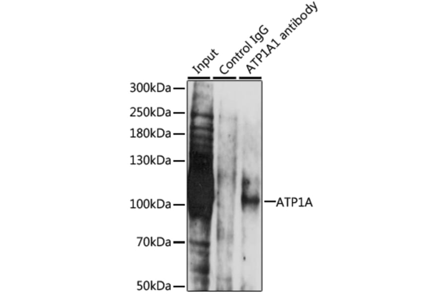 Western Blot - Anti-Sodium Potassium ATPase Antibody (A12666) - Antibodies.com