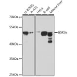 Western Blot - Anti-GSK3 alpha Antibody (A12667) - Antibodies.com