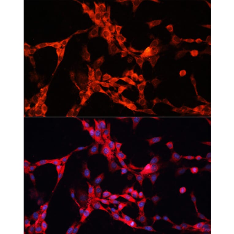 Immunofluorescence - Anti-GSK3 alpha Antibody (A12667) - Antibodies.com