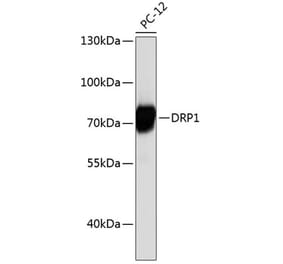 Western Blot - Anti-DRP1 Antibody (A12668) - Antibodies.com