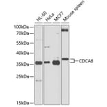 Western Blot - Anti-Borealin / CDCA8 Antibody (A12670) - Antibodies.com