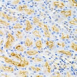 Immunohistochemistry - Anti-Borealin / CDCA8 Antibody (A12670) - Antibodies.com