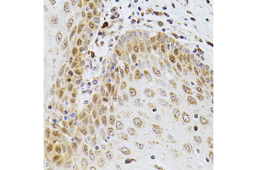 Immunohistochemistry - Anti-Borealin / CDCA8 Antibody (A12670) - Antibodies.com