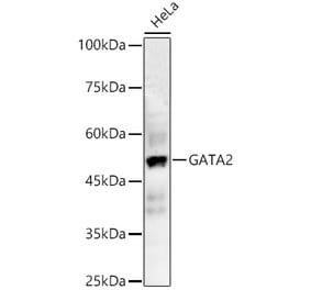 Western Blot - Anti-GATA2 Antibody (A12671) - Antibodies.com