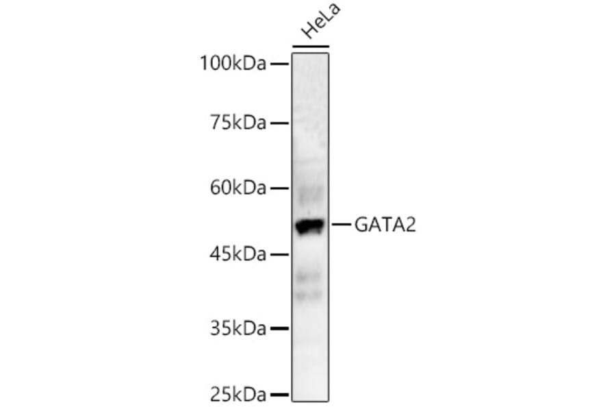 Western Blot - Anti-GATA2 Antibody (A12671) - Antibodies.com