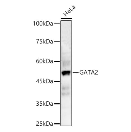 Western Blot - Anti-GATA2 Antibody (A12671) - Antibodies.com