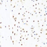 Immunohistochemistry - Anti-GATA2 Antibody (A12671) - Antibodies.com