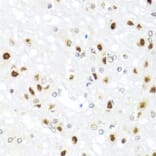 Immunohistochemistry - Anti-GATA2 Antibody (A12671) - Antibodies.com