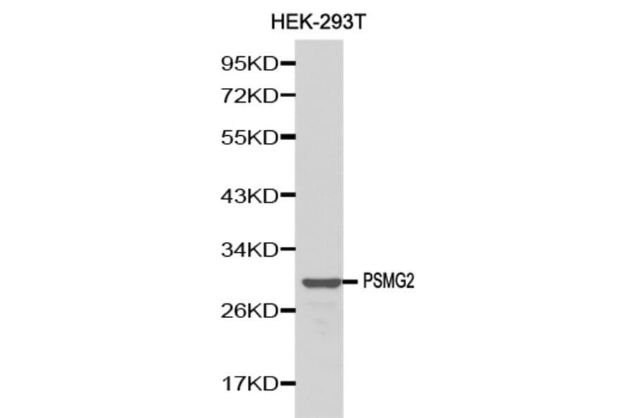 Western Blot - Anti-PSMG2 Antibody (A0680) - Antibodies.com