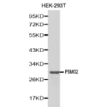 Western Blot - Anti-PSMG2 Antibody (A0680) - Antibodies.com