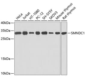 Western Blot - Anti-SMNDC1 Antibody (A12674) - Antibodies.com