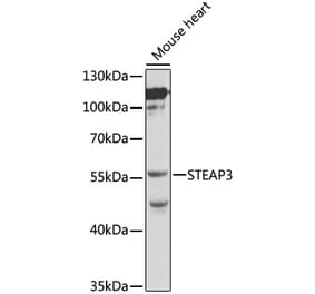 Western Blot - Anti-STEAP3 Antibody (A12676) - Antibodies.com