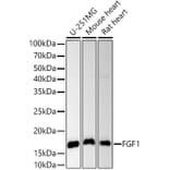 Western Blot - Anti-FGF1 Antibody (A12678) - Antibodies.com